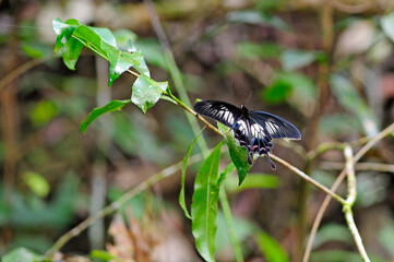tropischer Schmetterling im Sinharaja Regenwald (Sri Lanka) // tropical butterfly in the Sinharaja rainforest (Sri Lanka) © bennytrapp