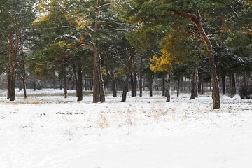 Pine trees in forest on winter day