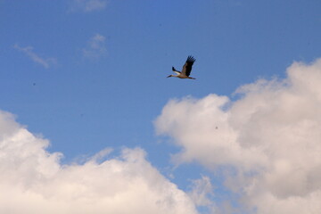 white stork in the sky
