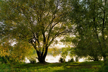 A big tree by the river at sunset.
