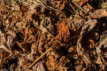 surface of dry fallen leaves on a sunny day in the garden. Autumn season.