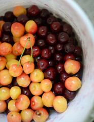 Ripe cherries in a container