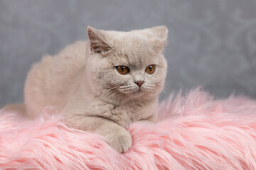 Luxus Katze BKH vom Züchter edel und imposant - Kitten dick und rund 