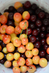 Ripe cherries in a container