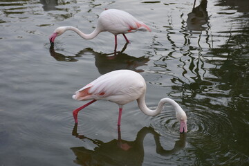 Pink flamingos in the lake of the zoo.	