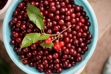 Ripe cherries in a container