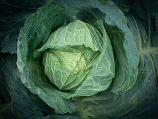 Obraz premium cabbage in the garden