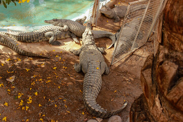 many large crocodiles lie by the water