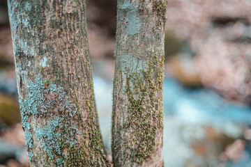 moss on trees in the autumn forest of Japan