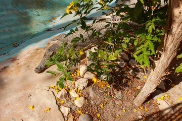 many large crocodiles lie by the water