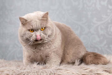 Luxus Katze BKH vom Züchter edel und imposant - kräftig und typvoll 