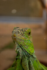 portrait of green iguana through glass