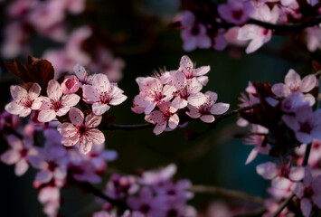 pink cherry blossom in spring