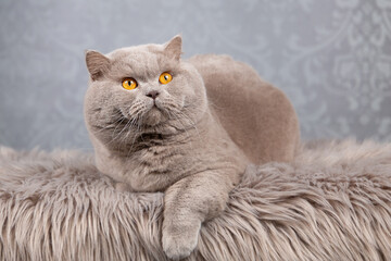 Luxus Katze BKH vom Züchter edel und imposant - kräftig und typvoll 
