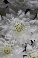white dahlia flower