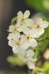 Fototapeta premium apple tree flowers