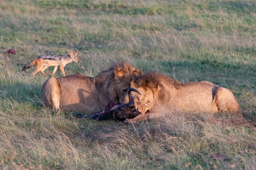 two male lions eating a wildebeest watch by a jackal
