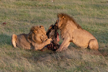 two male lions fighting over a kill