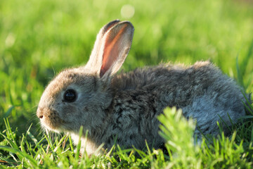 rabbit in grass