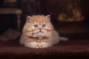 Rassekatze Britisch Kurzhaar im Studio im Winter - niedlich 