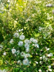 flowers in the forest