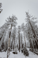 Neblige Winterlandschaft im Nationalpark Harz am Brocken