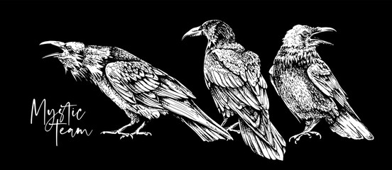 Sketch of a three crows on a black background. Mystic team  - lettering quote. T-shirt composition, Hand drawn style print. Vector illustration.