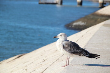 seagull on the pier
