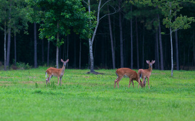 Three whitetail deer in North Carolina