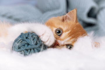 Obraz premium Niedliche Kitten Katzenbabys beim spielen und kuscheln - süß