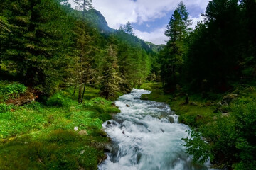 Fototapeta na wymiar cold clear mountain creek in a landscape with green nature