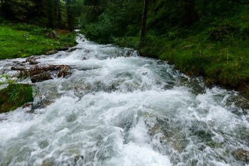 cold rushing mountain creek in a green forest and mountains