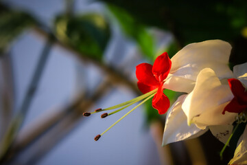 Clerodendrum; Ajugoideae; Lamiaceae; Clerodendrum thomsoniae. Clerodendrum. Flowers on a blurry background. Macro photography. Close-up.