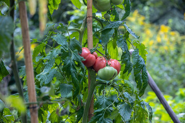 Tomatenstrauch