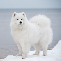 Samoyed white dog is on Saulkrasti beach in Latvia