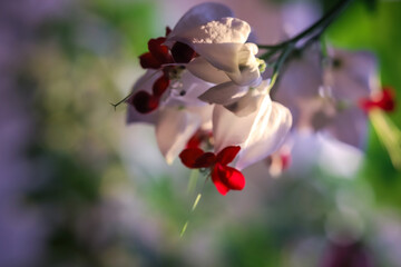 Clerodendrum; Ajugoideae; Lamiaceae; Clerodendrum thomsoniae. Clerodendrum. Flowers on a blurry background. Macro photography. Close-up.