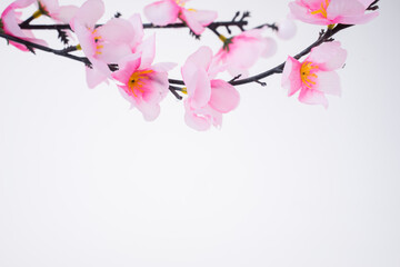 Obraz na płótnie Canvas Chinese New Year design with cherry blossom on white background