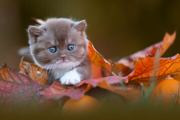 Niedliche Katzenbabys Kitten im Herbst zwischen Blättern