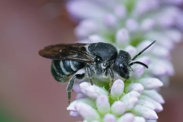 Fototapete Nahaufnahme einer Kleptoparasiten-Biene, Stelis punctatissima auf einem Li © Henk Wallays/Wirestock