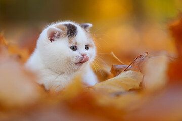 Niedliche Katzenbabys Kitten im Herbst zwischen Blättern