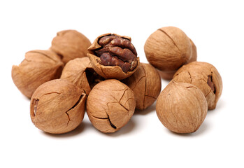 shagbark hickory nuts on white background