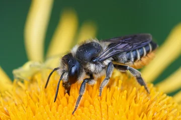 Foto auf Alu-Dibond Closeup of a female leafcutter bee, Megachile, in the garden © Henk Wallays/Wirestock
