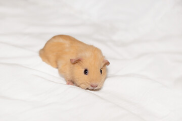 Cute domestic guinea pig pup on a soft pillow. Caviidae or cavy  rodent.