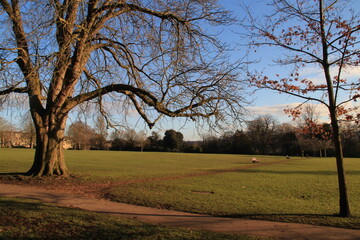 trees in the park in autumn