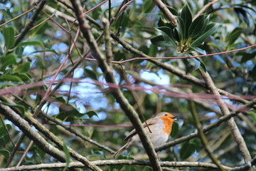 robin in the tree