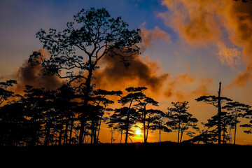 Naklejka premium The silhouette of the tree at the sunset is a beautiful background.