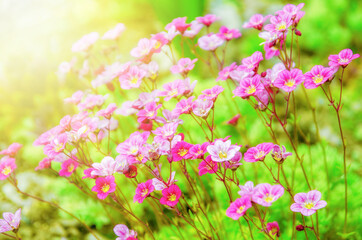 saxifrage lusi sun petals