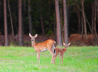 Whitetail fawn and mom