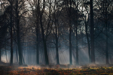 Misty morning in the forest with sunlight coming through during winter on the Veluwe in the Netherlands