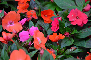 Impatiens walleriana flowers. Beautiful fresh flowers. Summer nature. Garden, park or wild nature plant.